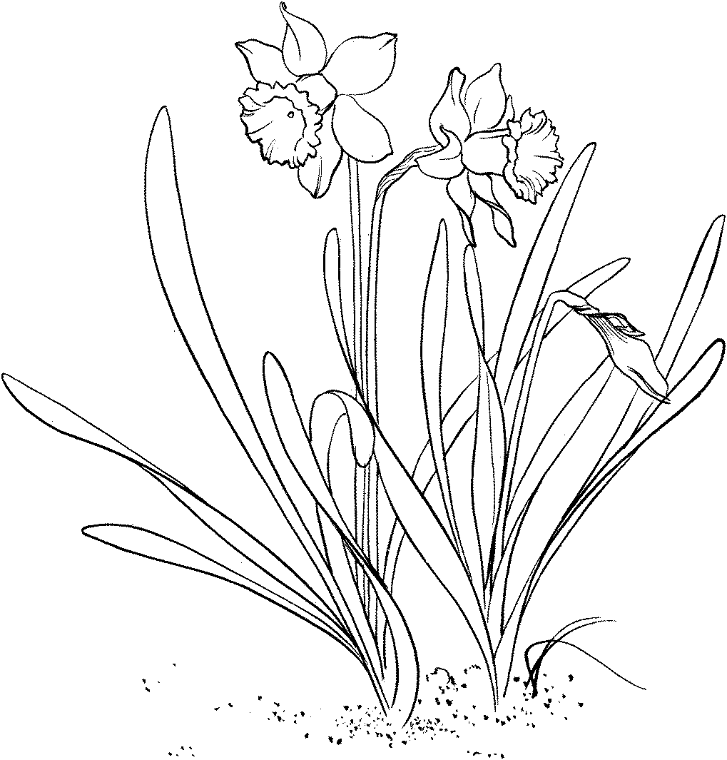 daffodil flower coloring pages - photo #13