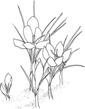crocus-flower-coloring-page