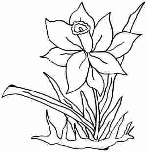 daffodil-free-flower-coloring-page