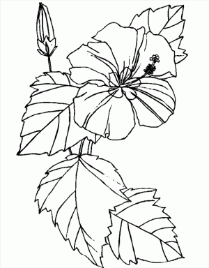 flower-coloring-pages-hibiscus
