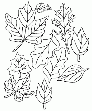 flower-leaves-coloring-pages