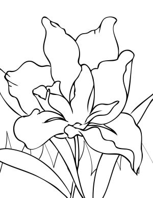 iris-flower-coloring-pages