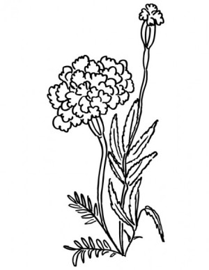 marigold-flower-coloring-pages