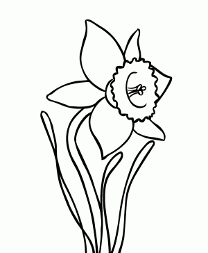 simple-daffodil-flower-coloring-page